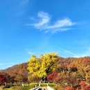 지방도 622호선 은행나무 | 경북 안동 단풍 명소 용계리은행나무 실시간