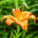 천연 신경안정제 나리꽃 이미지