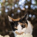 365 마음동물병원 이미지