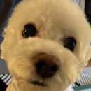 송현동 강아지 이미지