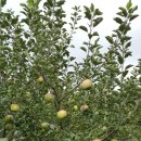 매밑농장 이미지