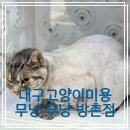 부산고양이미용&호텔 무냥무냥 대연점 | 대구고양이미용 무냥무냥 방촌점 아메리칸숏헤어 겐조 집중 케어 후기