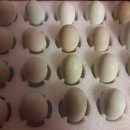 판이농장 이미지