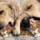 냥이사랑 이미지