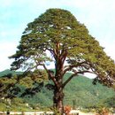 예쁘게 자란 소나무 한그루-＜솔바람＞ 까페 대문 에 가져 온 그림- 이미지