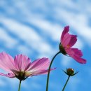 COSMOS/별,꽃 이미지