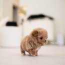 루루퍼피 이미지