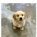 도그마루 강아지 고양이 마포용산점 이미지