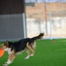 펫 월드 이미지