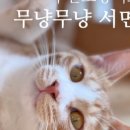 고양이호텔 무냥무냥 김해점 이미지