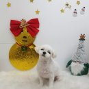 그루밍조이 이미지