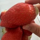 ID7 올해는 져지메이드와 바니바텐더