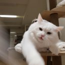 초이다방 이미지