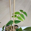 거봉PC방 이미지