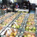 대저토마토산지유통센터 이미지