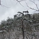 내 벗이 다섯이오. '오우가' 티스토리