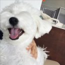 같이놀레오 이미지