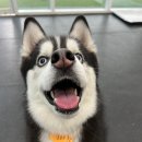 굿독(Good Dog) 이미지