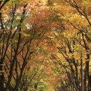 황금비늘 테마거리 이미지