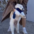 신박하개 이미지