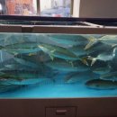 하모리-33 이미지