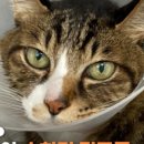 노아동물병원 이미지