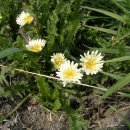 하얀민들레 이미지