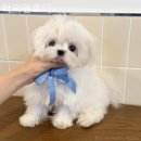 퍼피멜로디 이미지