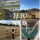 라벤더프렌즈 | 제주도 4일차 ㅣ 동진식당, 천왕사, 새별프렌즈, 성이시돌목장, 더숲아로마앤테라피, 우무, 김포공항