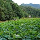 지리산 계곡으로 가는길에 연밭 이미지