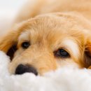 아이안 동물의료센터 이미지