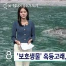 "경이로운 일" 어쩌다 왔니…제주서 혹등고래 첫 발견 이미지