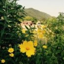 반딧불이 캠핑장 이미지