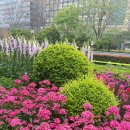 보라꽃화원 | 항저우 4월 여행 | 서툰 정원사가 거리에서 멈춰 선 이유