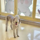 알로하펫 이미지