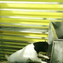 하늘소리목장 이미지