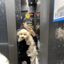 천안 강아지분양 고양이분양 파밀리에드마스코타 신불당본점 | 천안 불당동 애견용품 파밀리에드마스코타 천안불당점