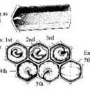 Bee Brood development 이미지