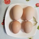 꼬꼬닭하우스 이미지