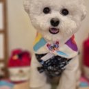 부산애견 이미지