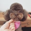 또오개 이미지
