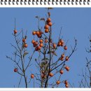 약이 되는 산야초 이미지