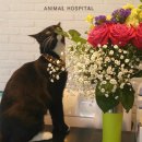 밴스동물병원 이미지