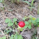 정열농장 이미지