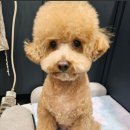 오구오구살롱 이미지