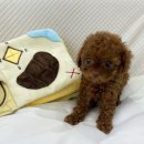 내 품안의 반려견(강서점) 이미지