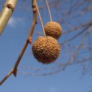 PLATANUS 이미지