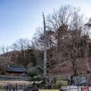 21세기 센트럴 세차장 | 국내 여행지 추천 전국 유명 사찰 봄나들이 전남 순천 송광사 산수유