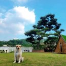 코지하우스독산 | 경기 광명 뭉게뭉게구름산빌리지, 촌크닉 앱으로 애견 마당대여 예약해요!