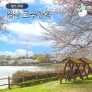 경기도 벚꽃명소 호수 따라 산책하는 일산 호수공원